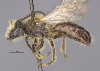 Media type: image;   Entomology 29827 Aspect: habitus lateral view